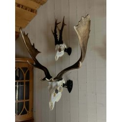 Trophy Mount | V�goph�ngt trof�holder | Lille