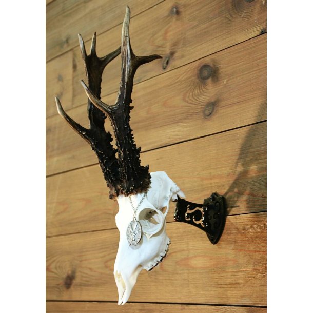 Trophy Mount | V�goph�ngt trof�holder | Lille